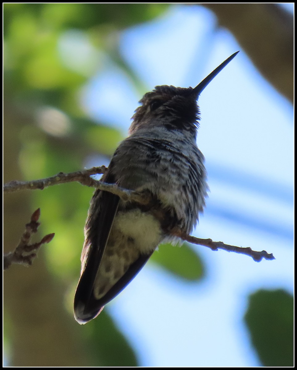 Anna's Hummingbird - ML620901452