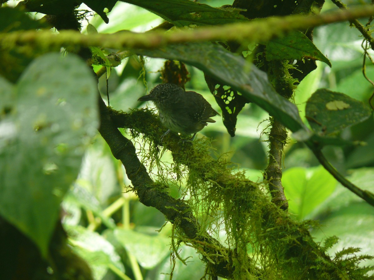 Spot-crowned Antvireo - ML620901461