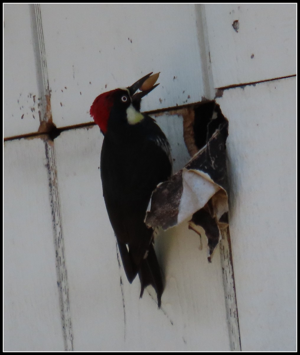 Acorn Woodpecker - ML620901464