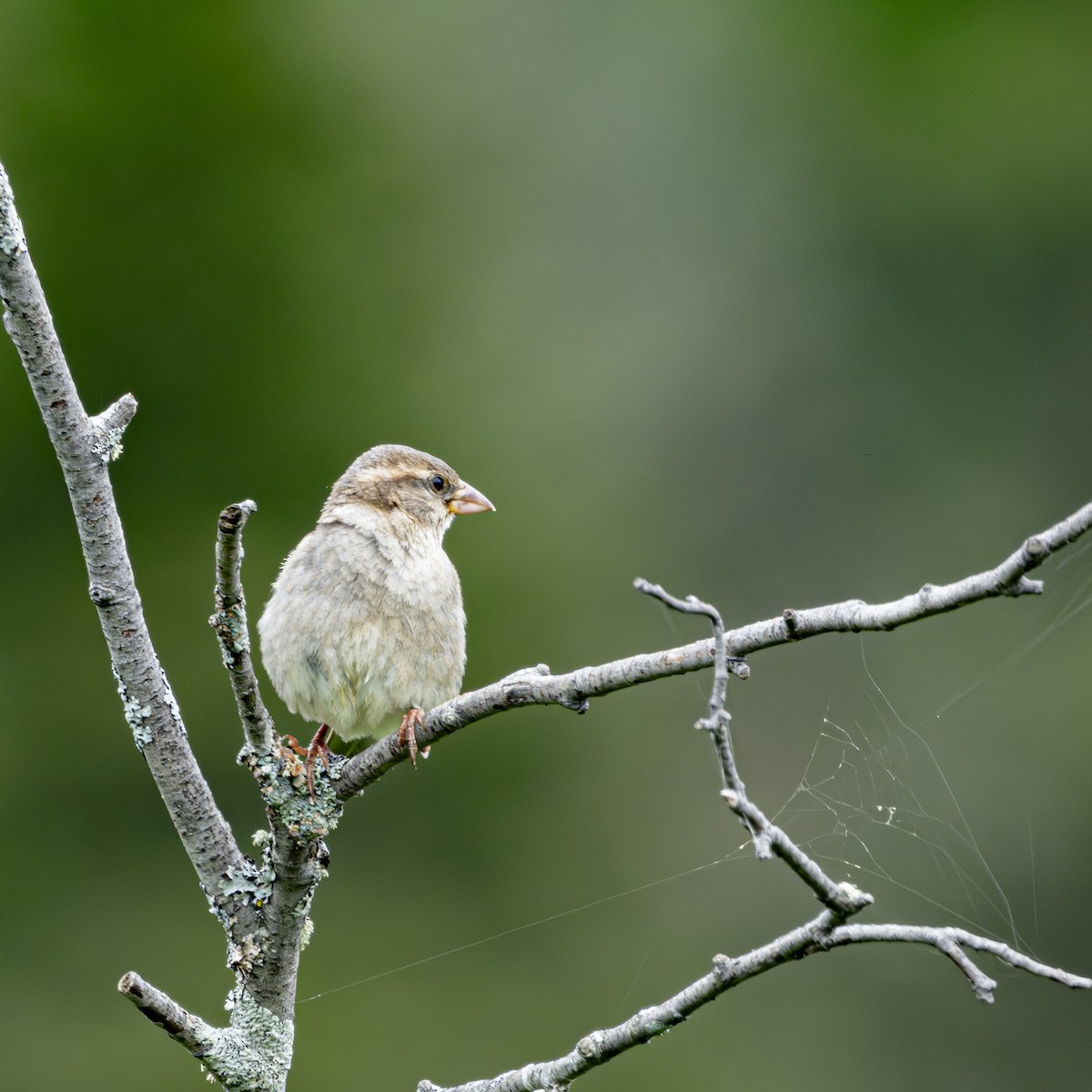 House Sparrow - ML620901475