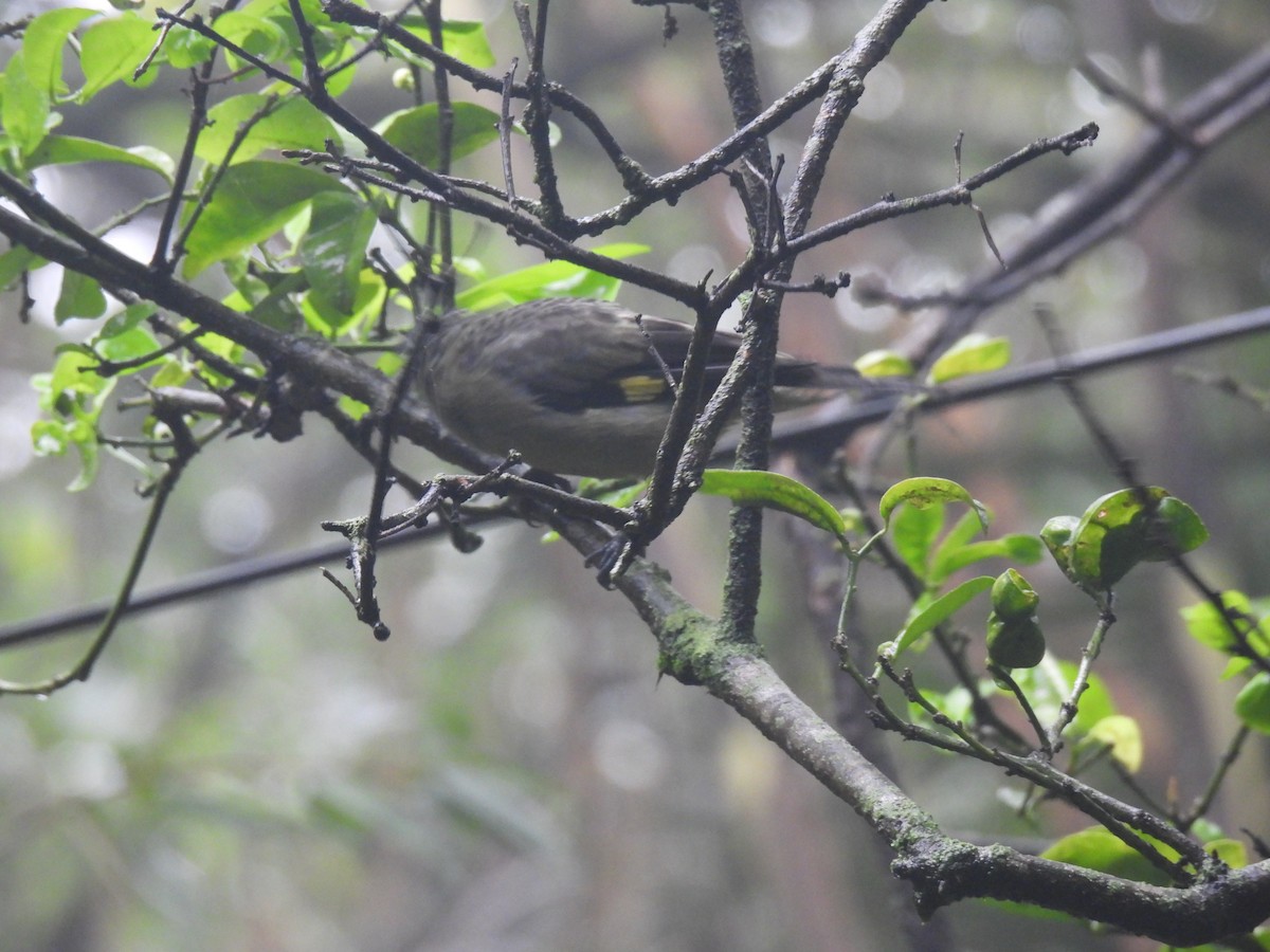 Yellow-winged Tanager - ML620901486