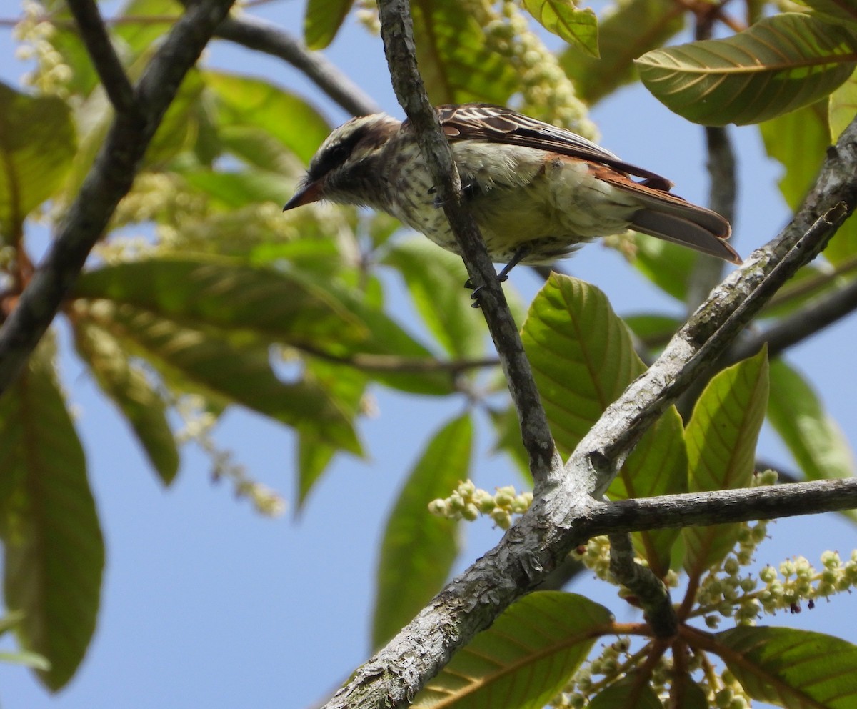 Variegated Flycatcher - ML620901494