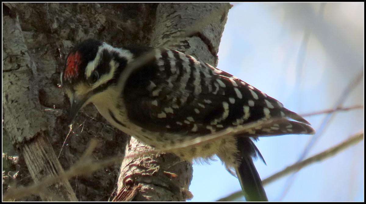 Nuttall's Woodpecker - ML620901496