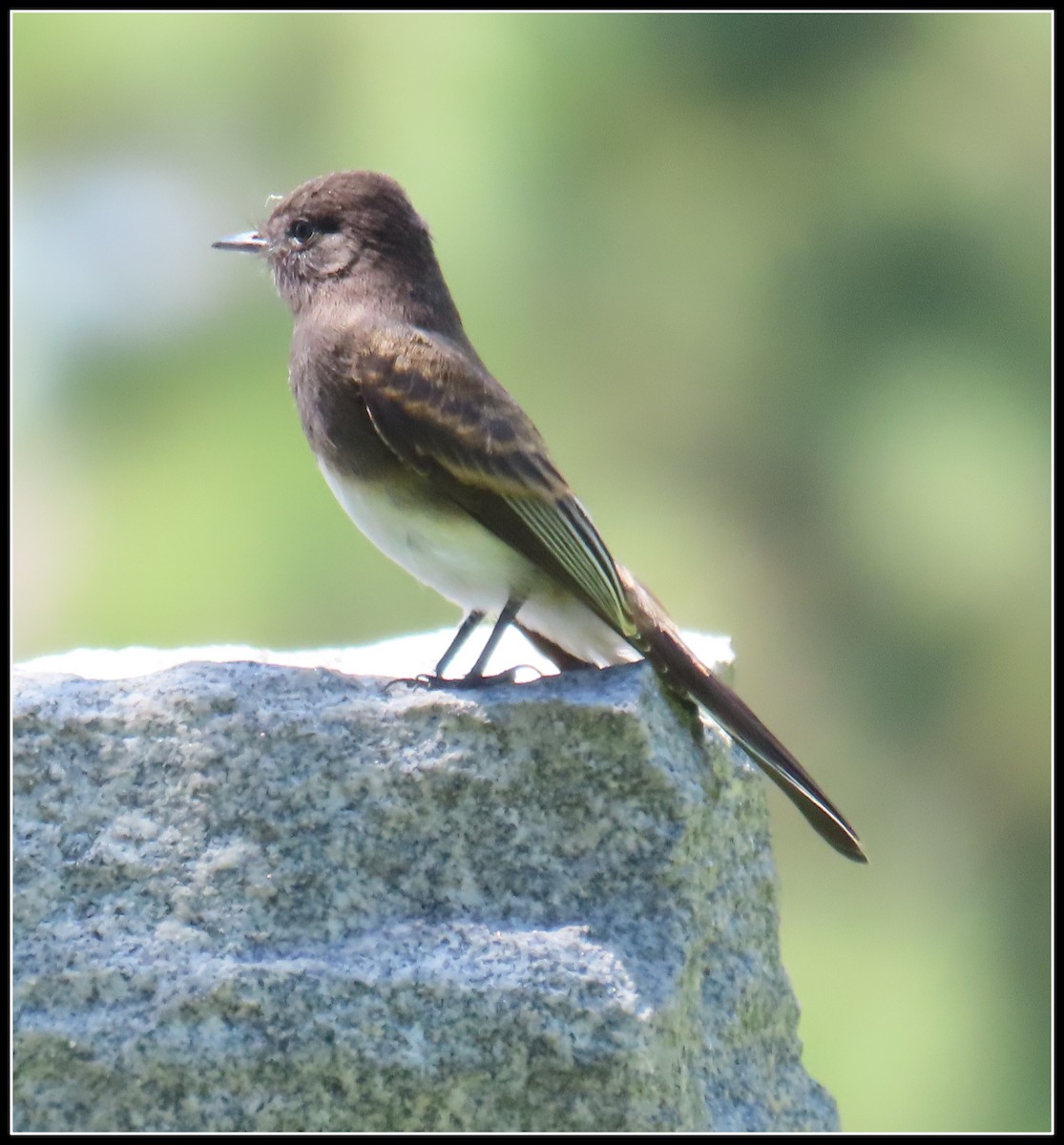 Black Phoebe - ML620901501