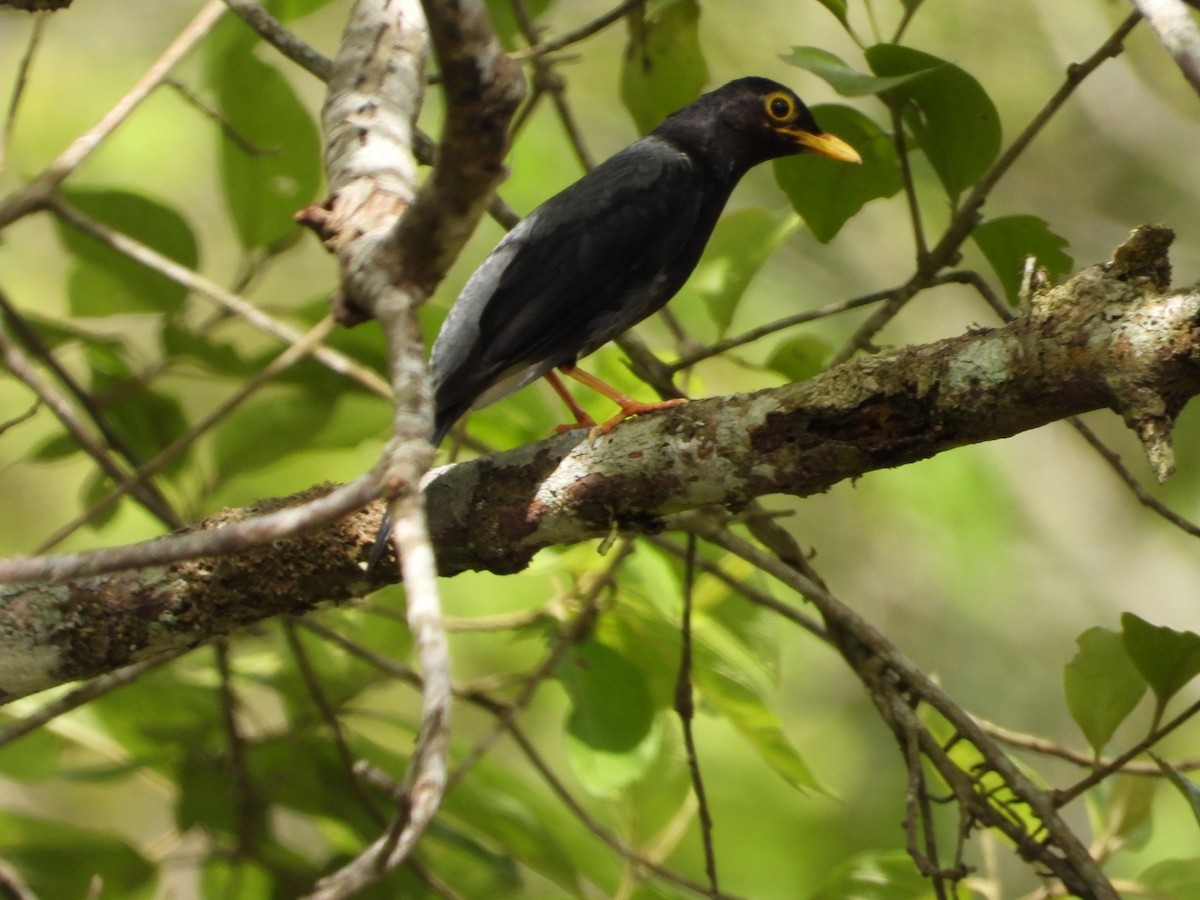 Yellow-legged Thrush - ML620901505