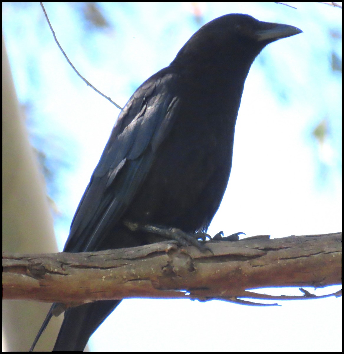 American Crow - ML620901512