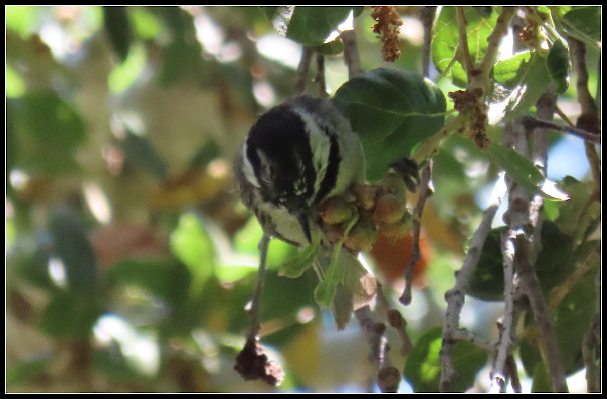 Mésange de Gambel - ML620901516