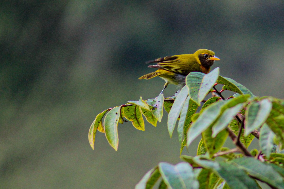 Guira Tanager - Alejandro Gomez guzman