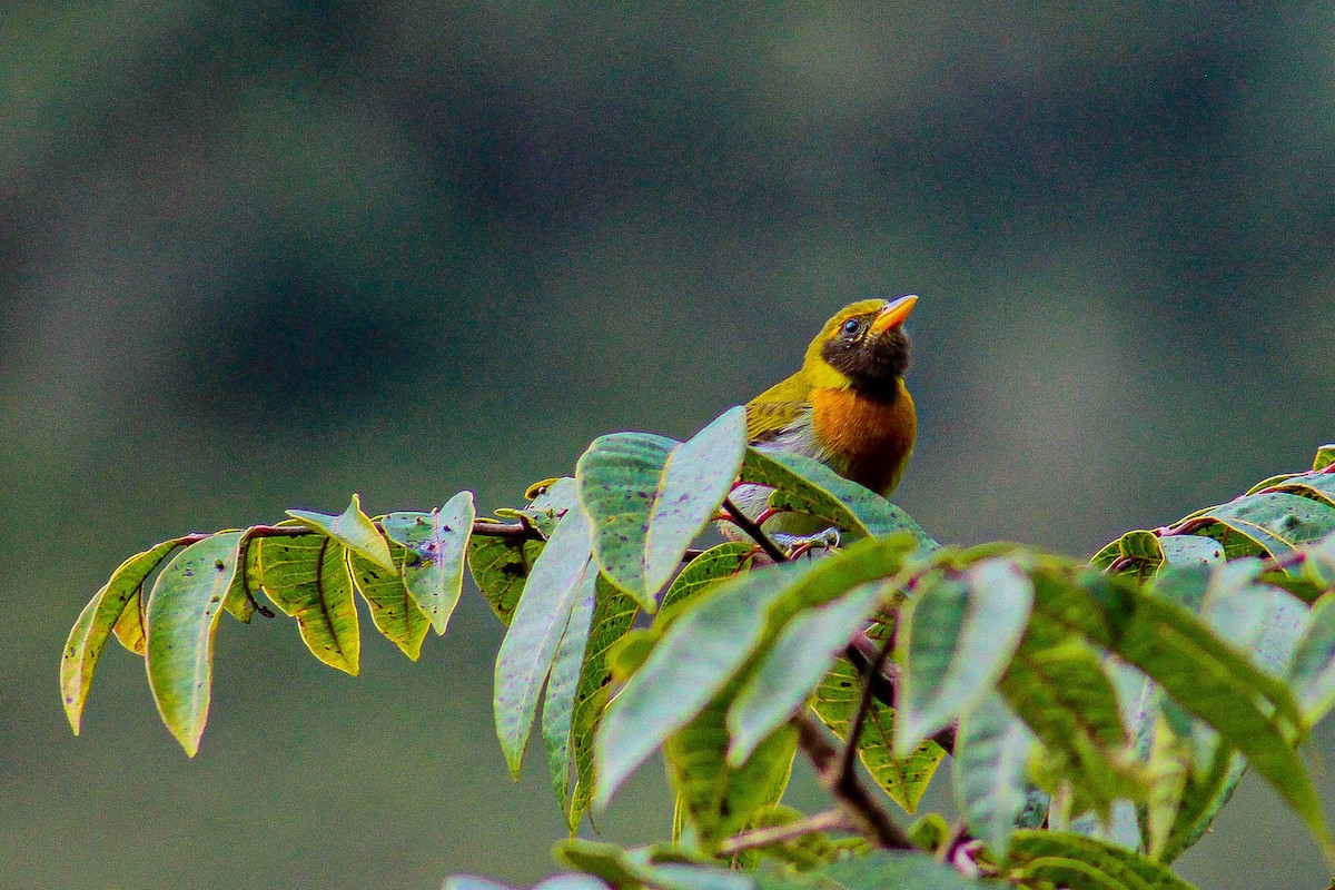 Guira Tanager - ML620901539