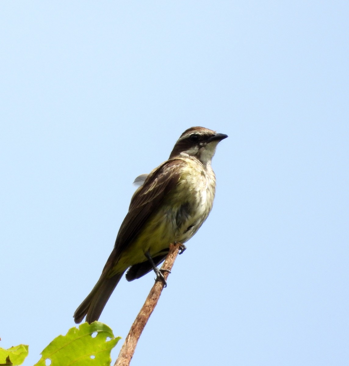 Piratic Flycatcher - ML620901545