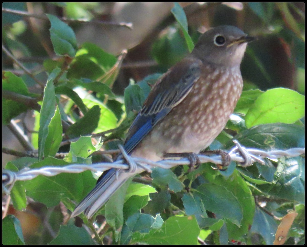 Western Bluebird - ML620901548