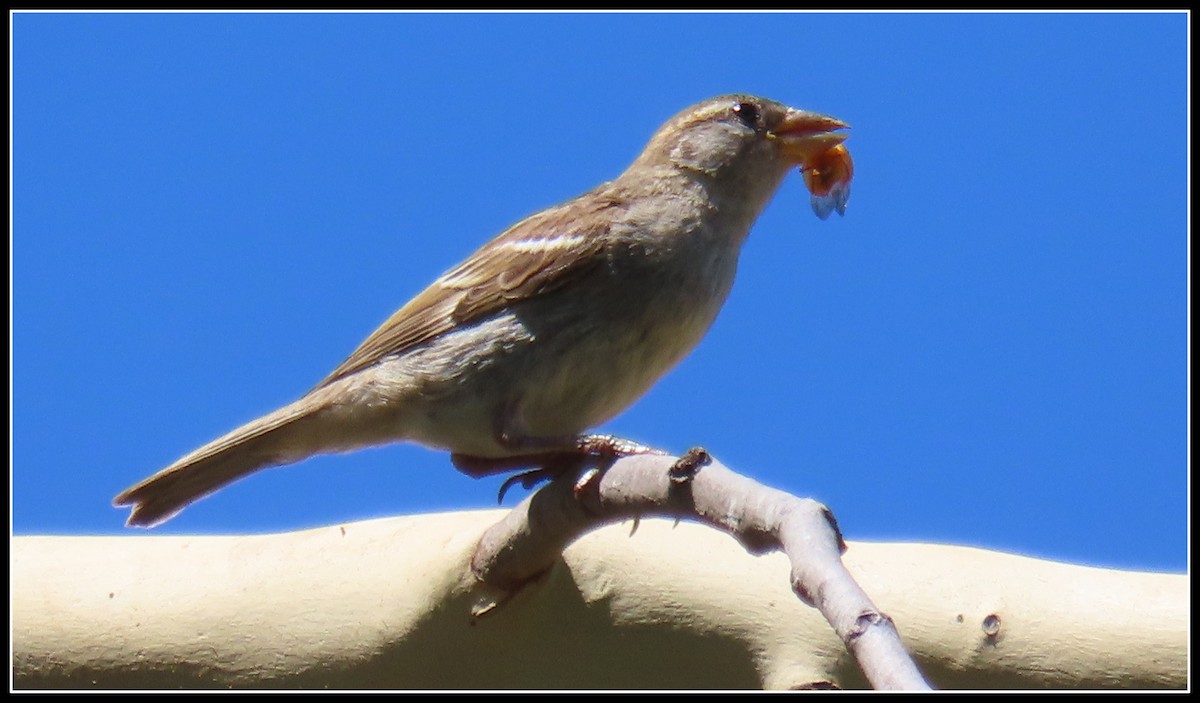 Gorrión Común - ML620901552