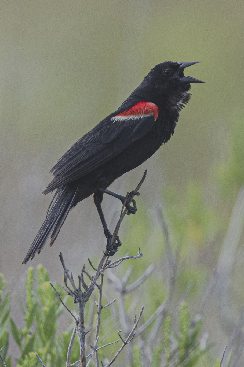 Red-winged Blackbird - ML620901555