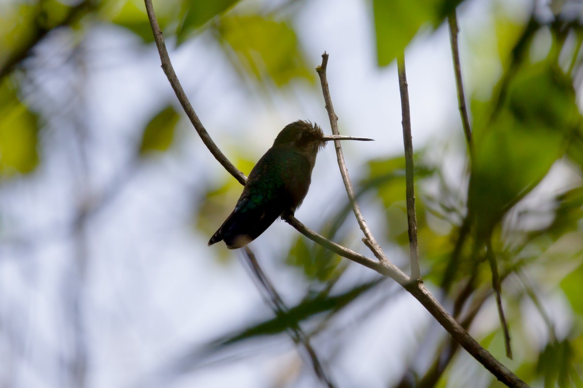 Glittering-bellied Emerald - Fábio HALLAIS