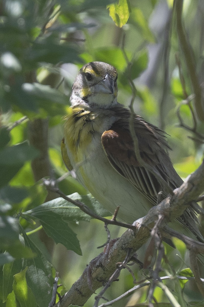 Dickcissel - Jim Bille