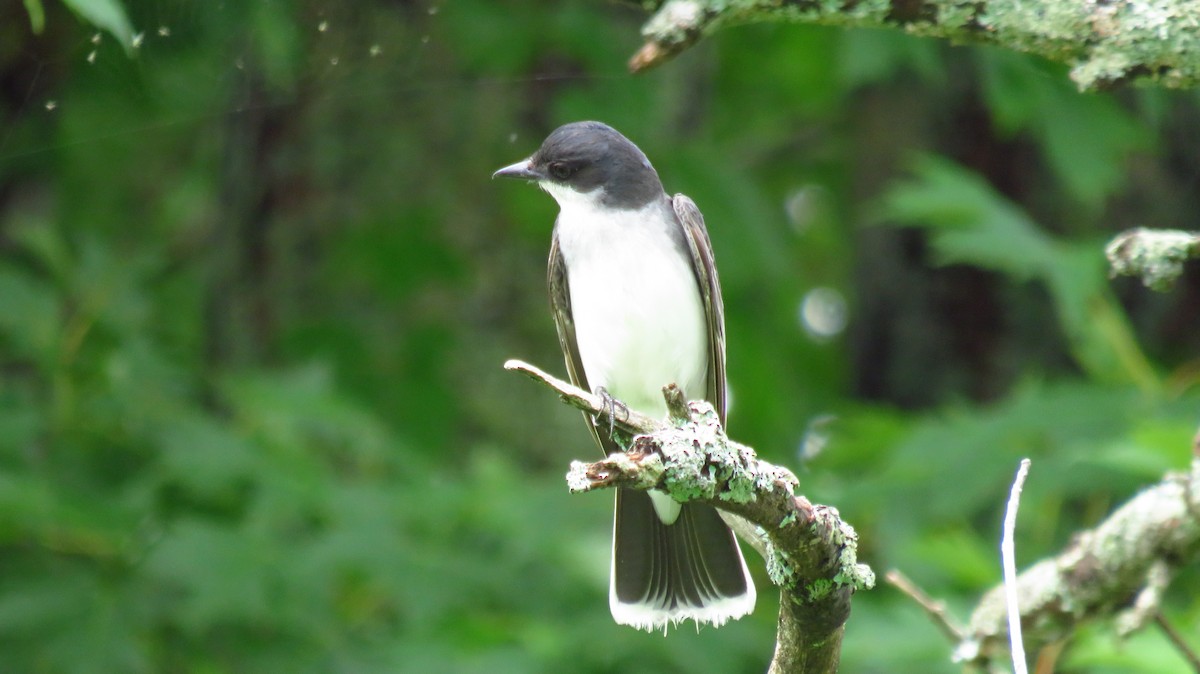 Eastern Kingbird - ML620901562