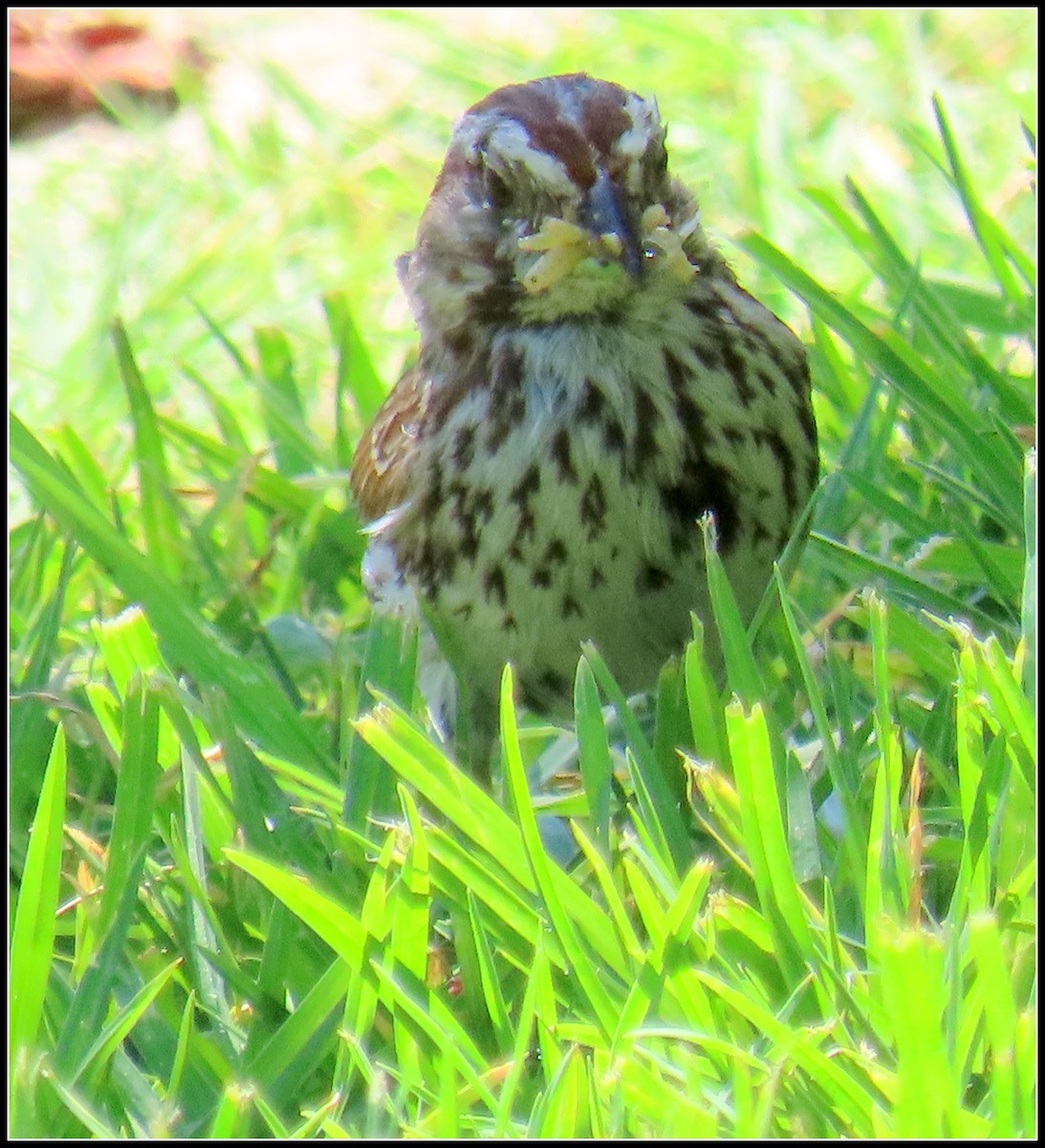 Song Sparrow - ML620901564