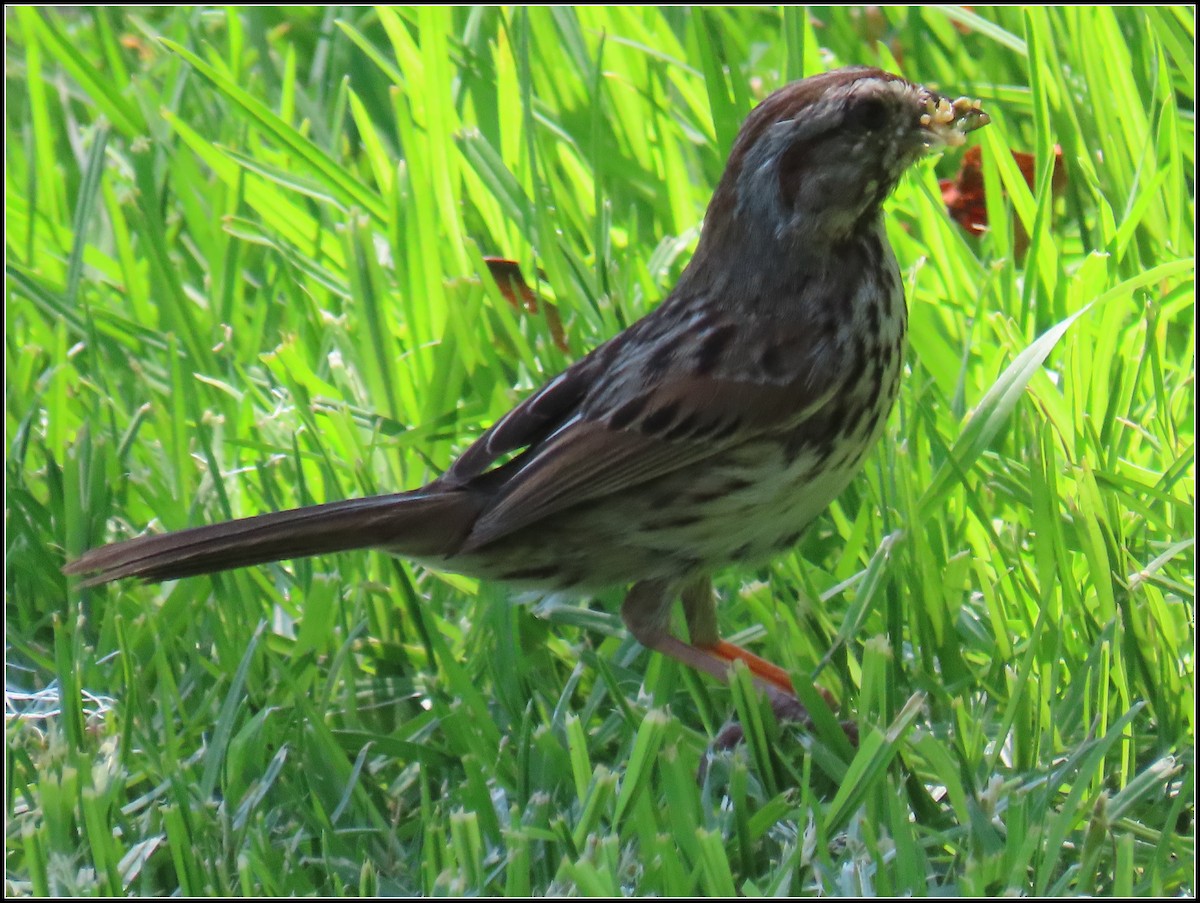 Song Sparrow - ML620901565