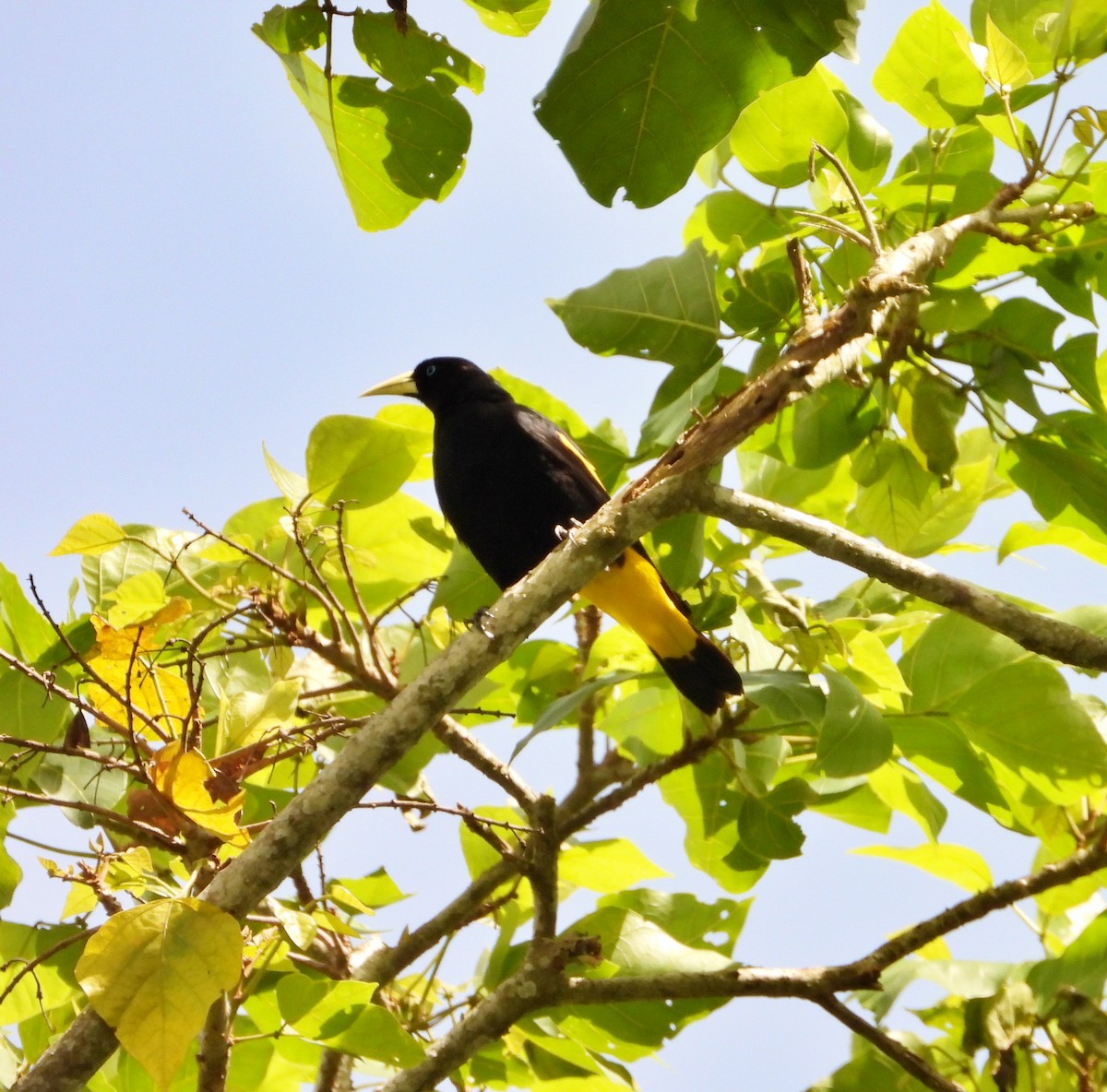 Yellow-rumped Cacique - ML620901567