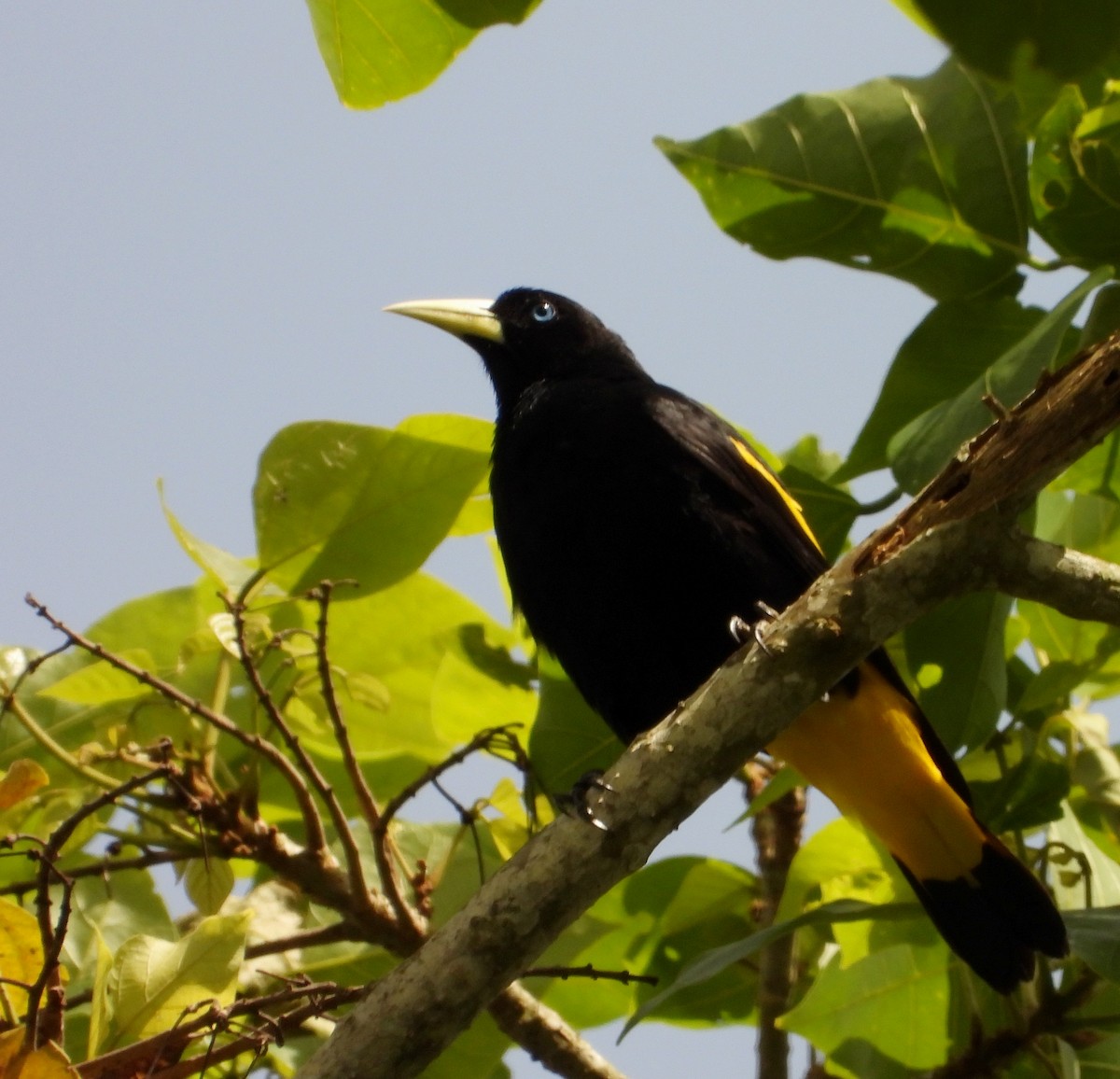 Yellow-rumped Cacique - ML620901569