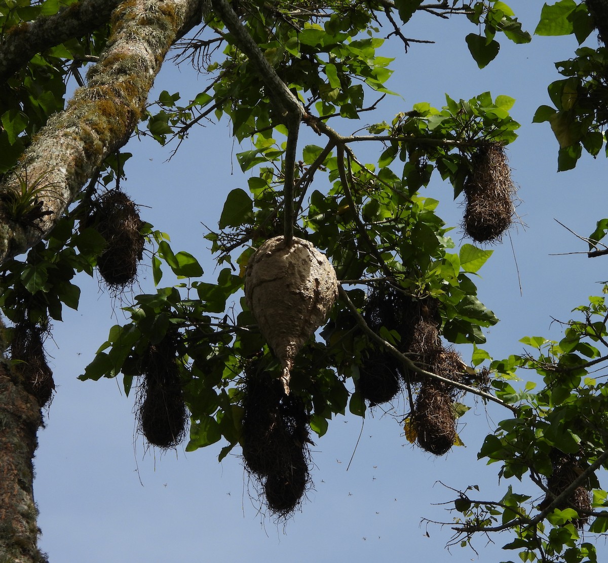 Yellow-rumped Cacique - ML620901570