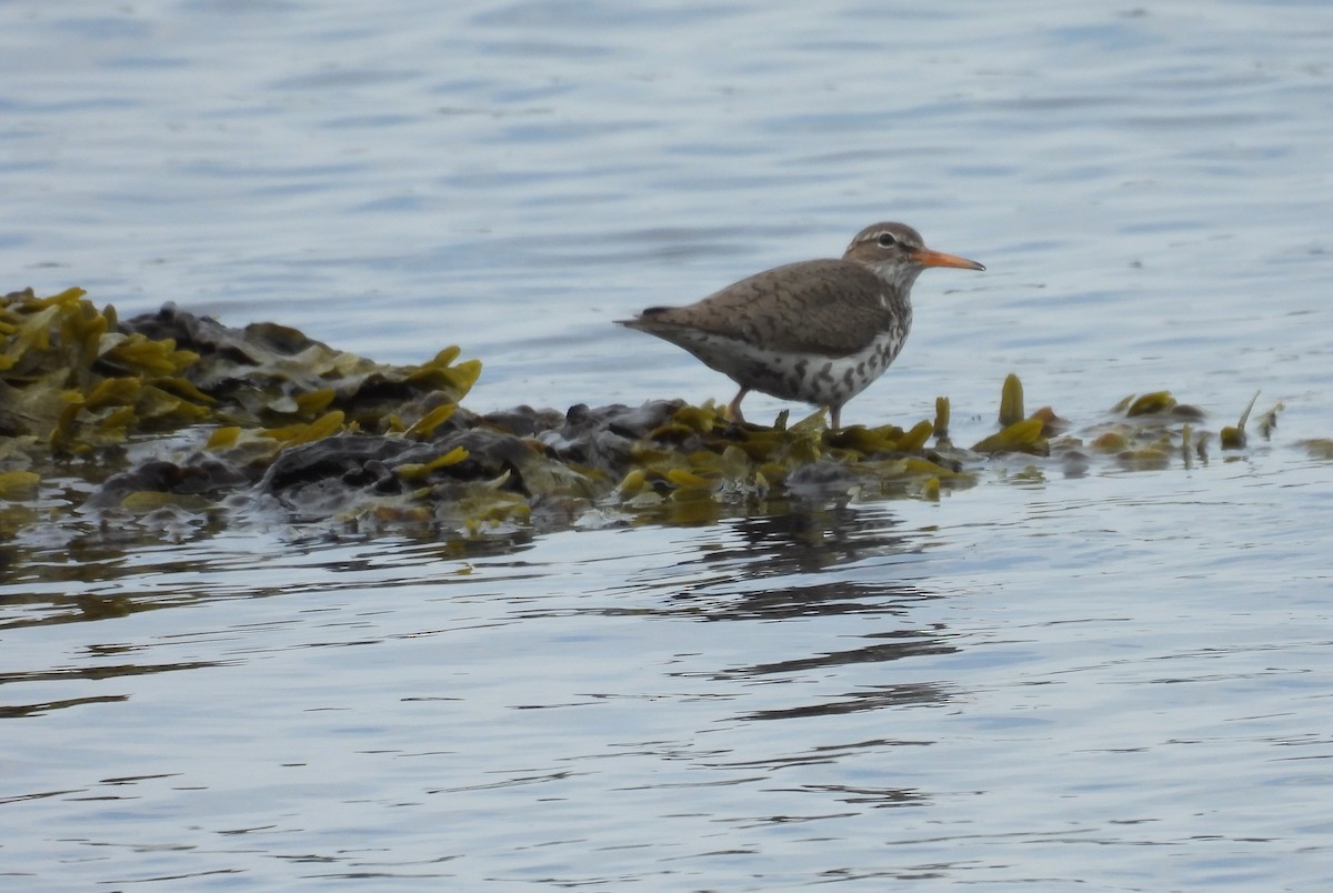 Spotted Sandpiper - ML620901577