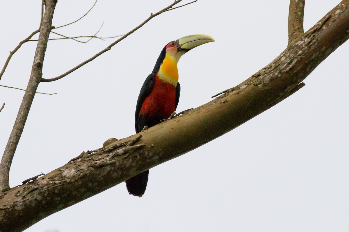 Red-breasted Toucan - ML620901592