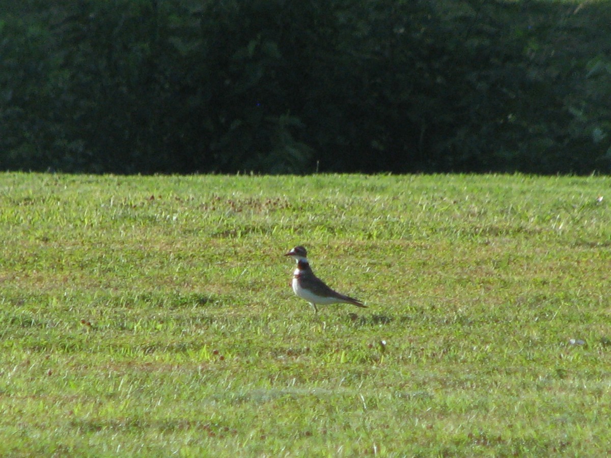 Killdeer - ML620901596