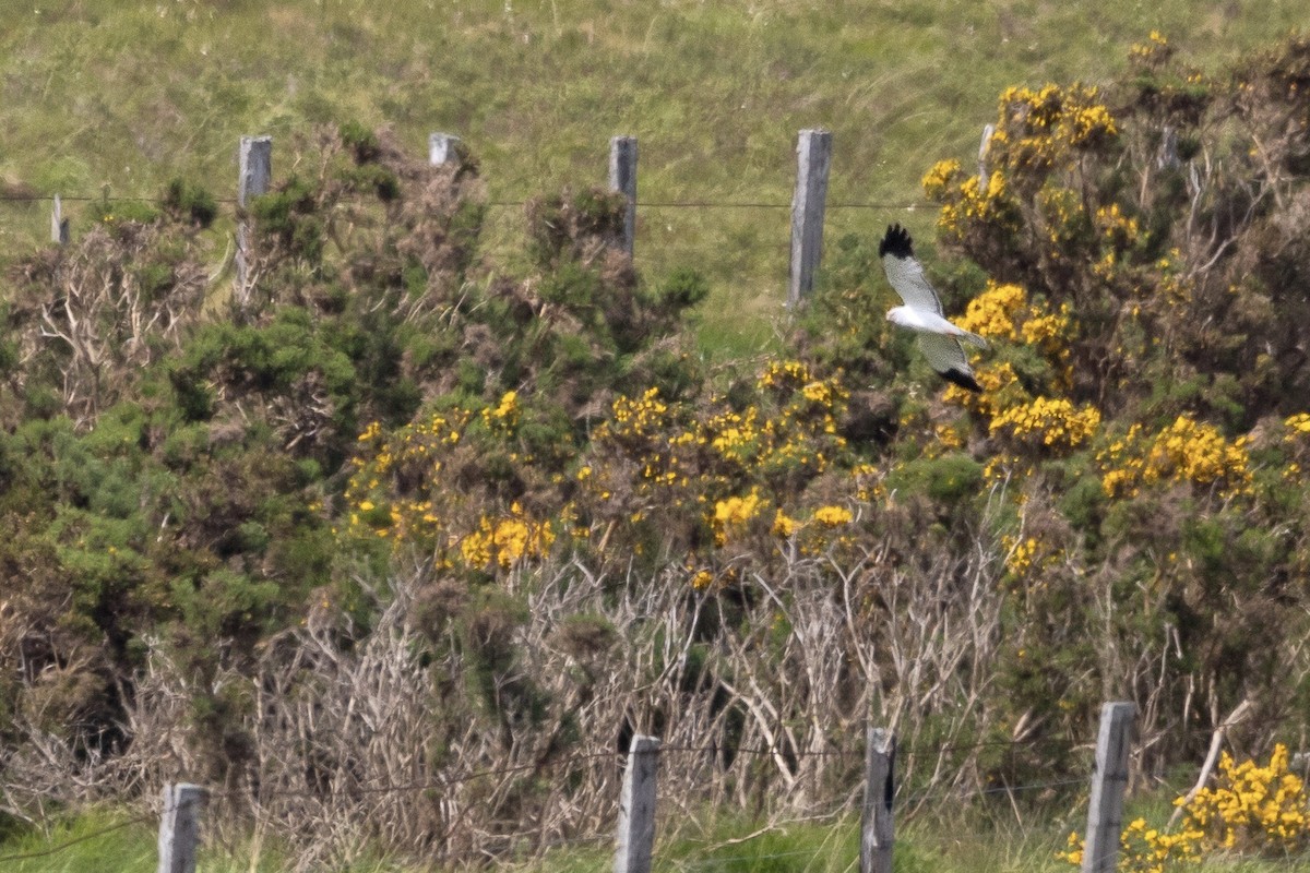 Hen Harrier - ML620901607