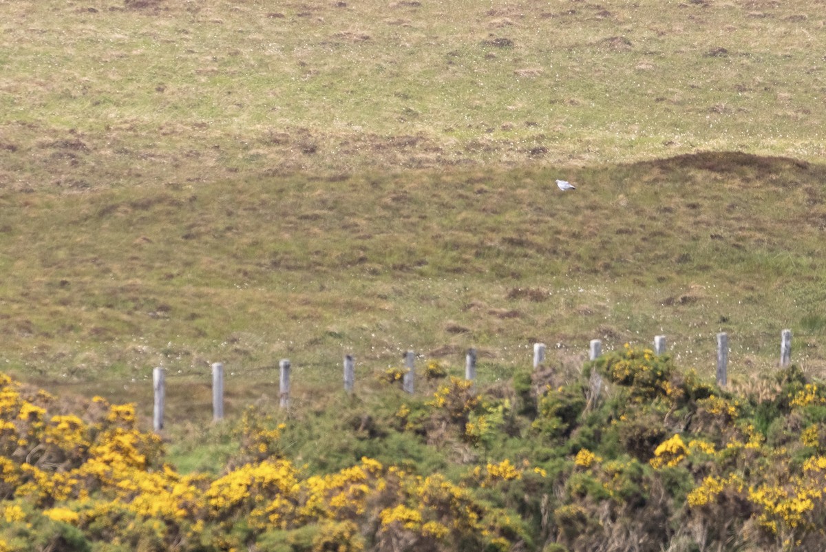 Hen Harrier - ML620901611