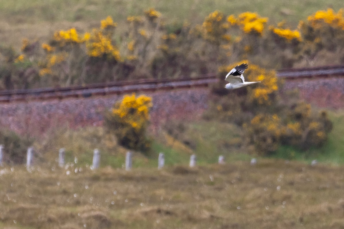 Hen Harrier - ML620901613