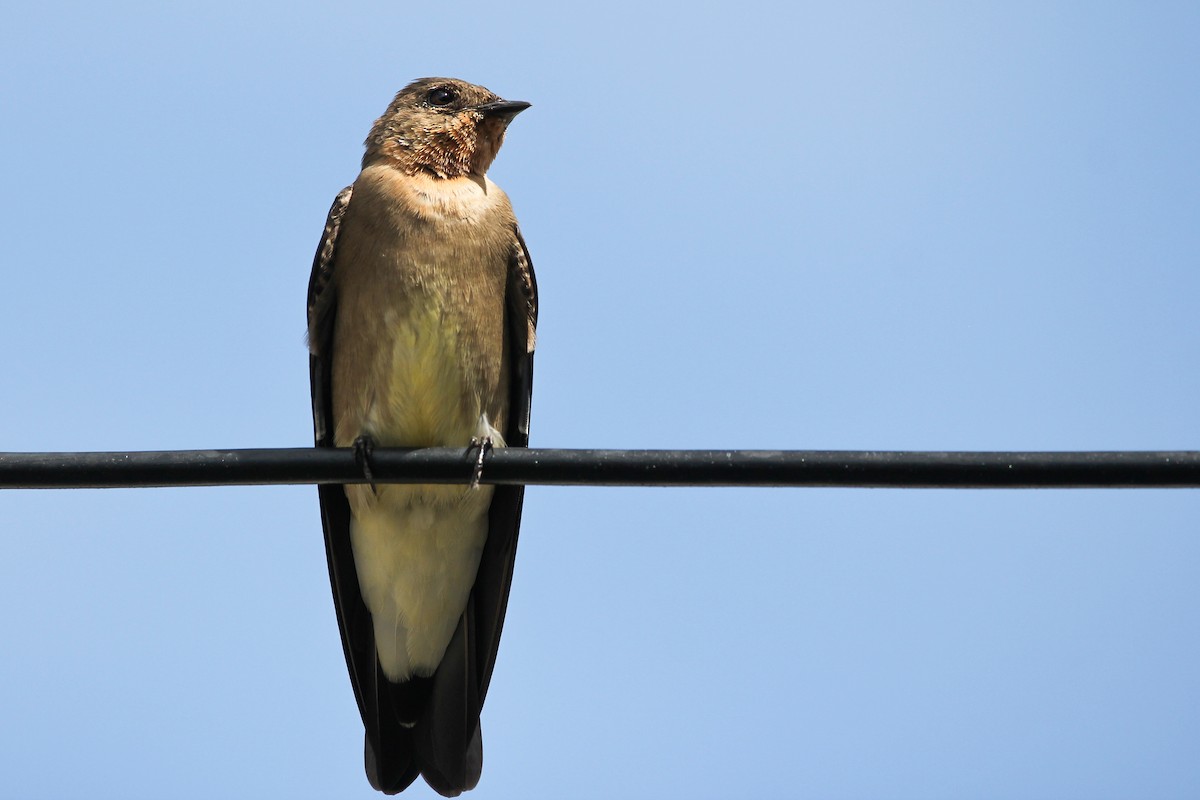 ML620901615 - Southern Rough-winged Swallow - Macaulay Library