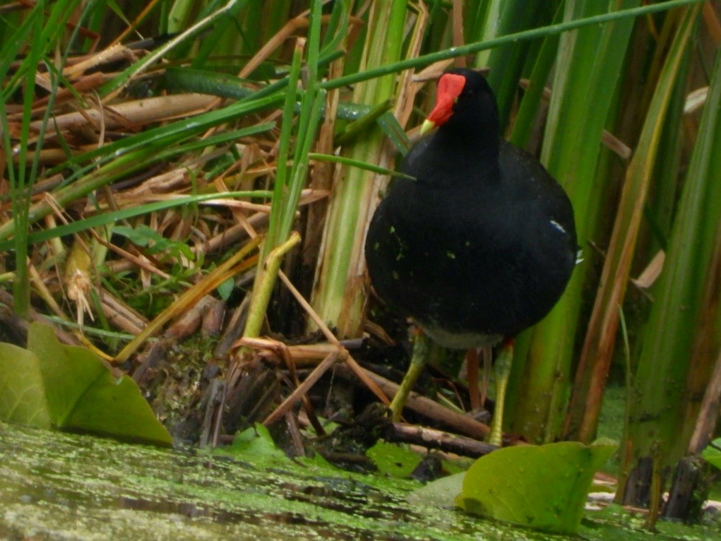 Common Gallinule - Cliff Dekdebrun