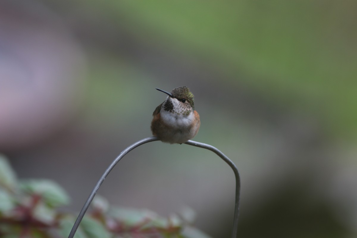 Rufous Hummingbird - ML620901628