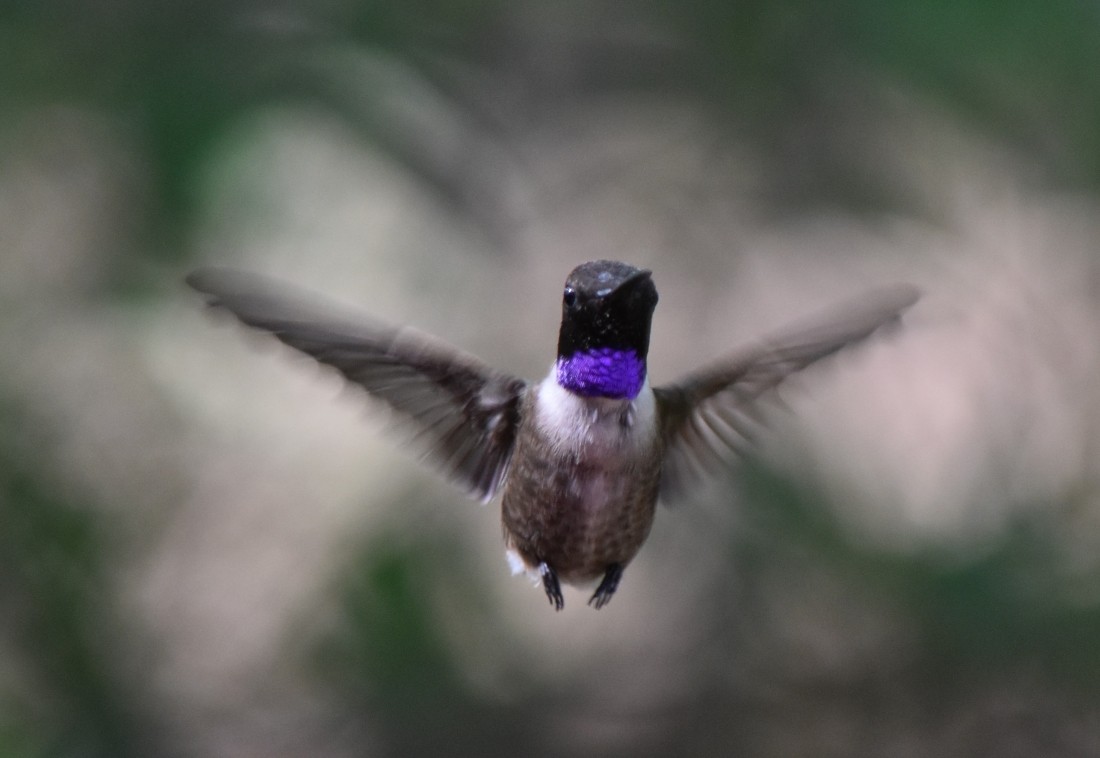 Black-chinned Hummingbird - ML620901632