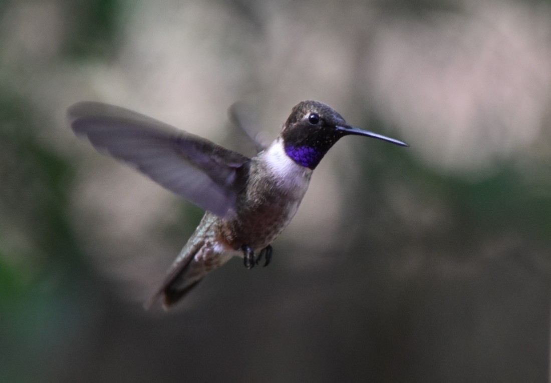 Black-chinned Hummingbird - ML620901635