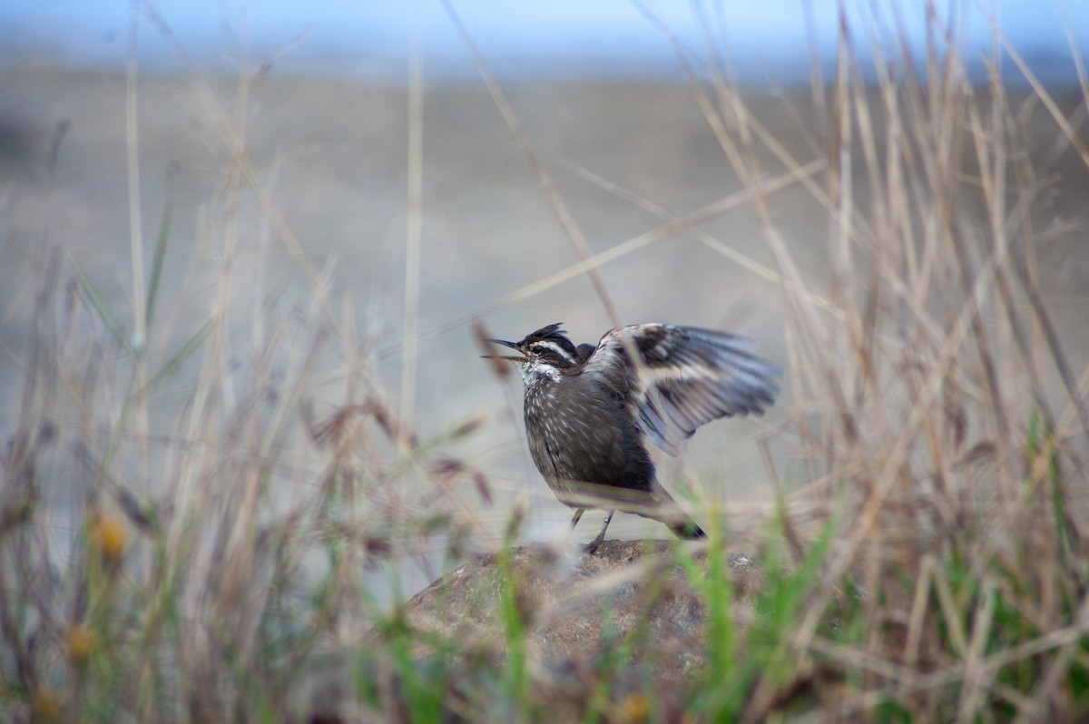 Dark-bellied Cinclodes - ML620901642