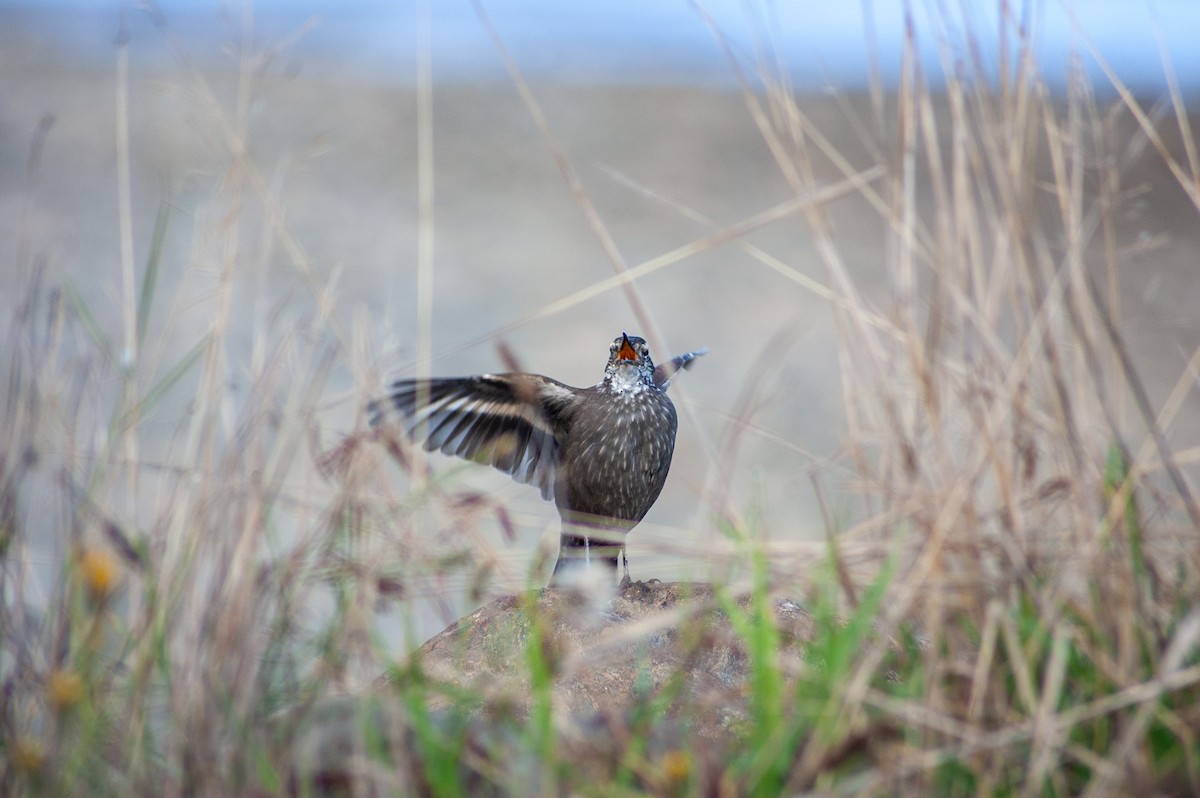 Dark-bellied Cinclodes - ML620901643