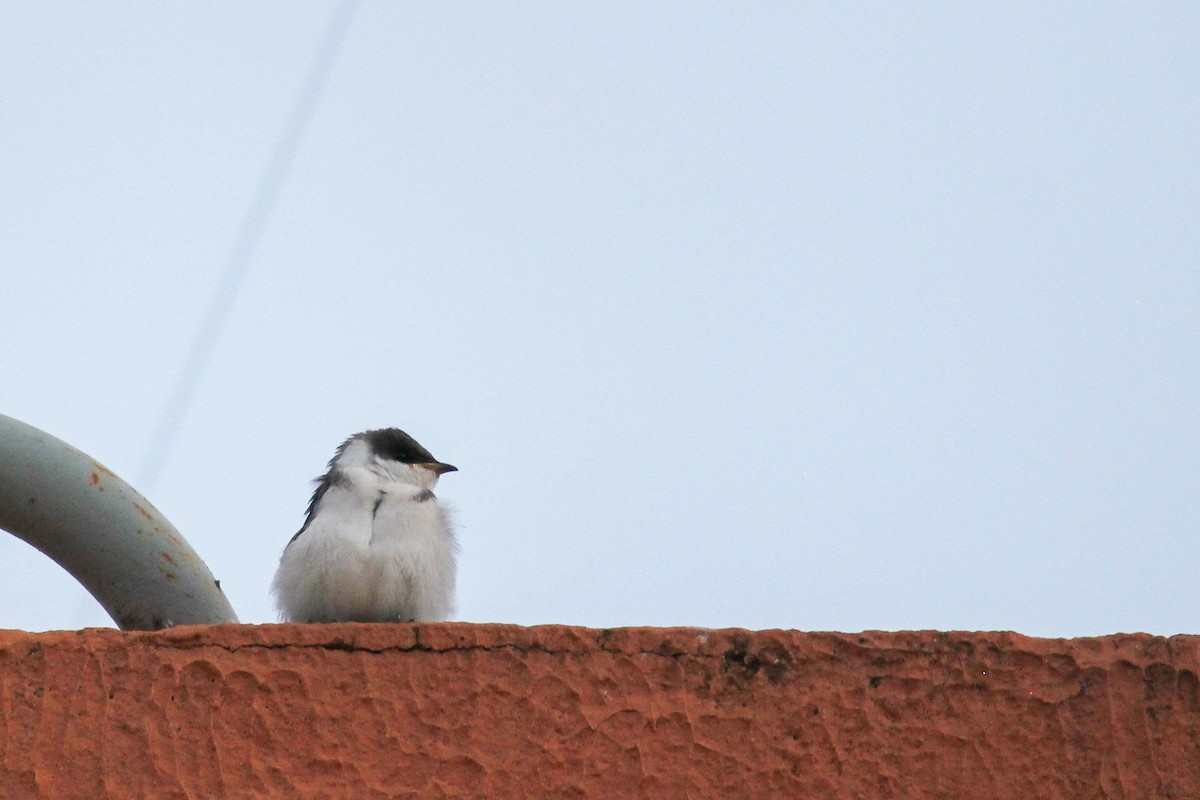 White-winged Swallow - Jared Howard