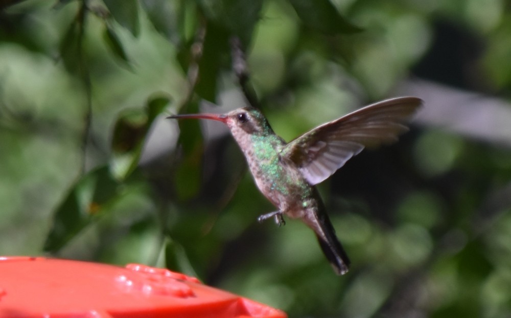 Broad-billed Hummingbird - ML620901654