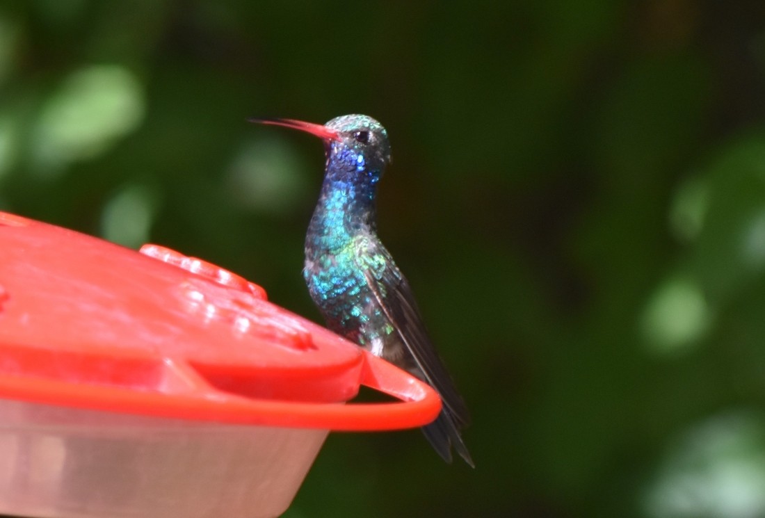 Broad-billed Hummingbird - ML620901655