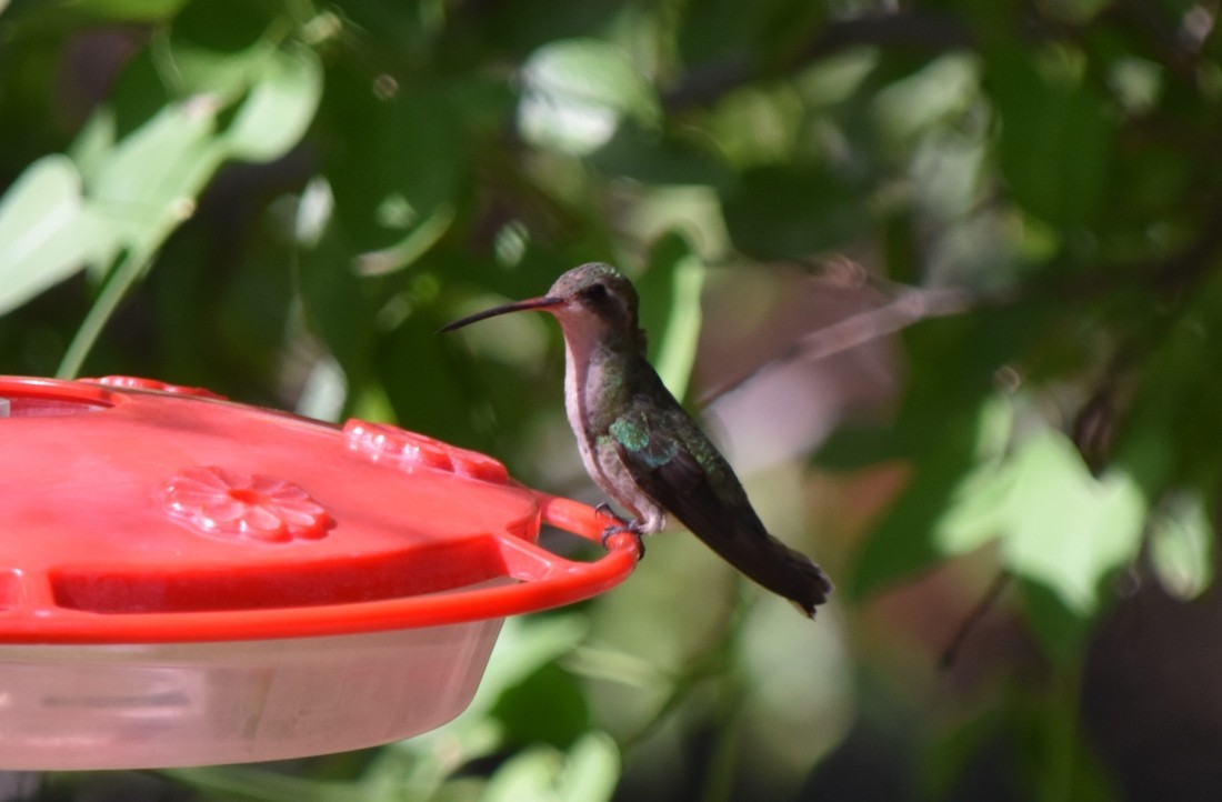 Broad-billed Hummingbird - ML620901656