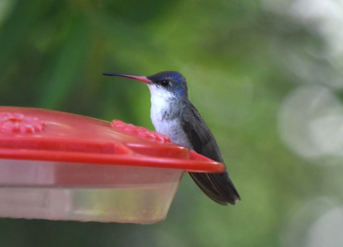 Violet-crowned Hummingbird - ML620901662