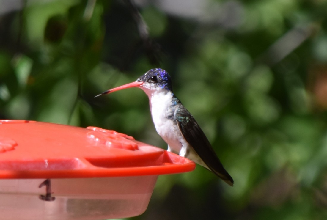 Violet-crowned Hummingbird - ML620901663