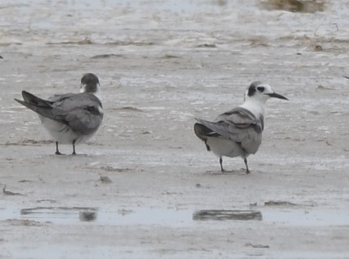 Black Tern - ML620901673