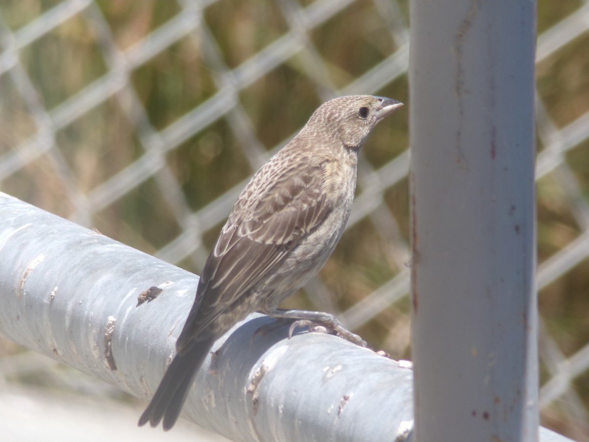 Brown-headed Cowbird - ML620901674