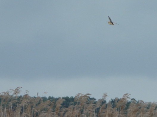 Least Bittern - ML620901675