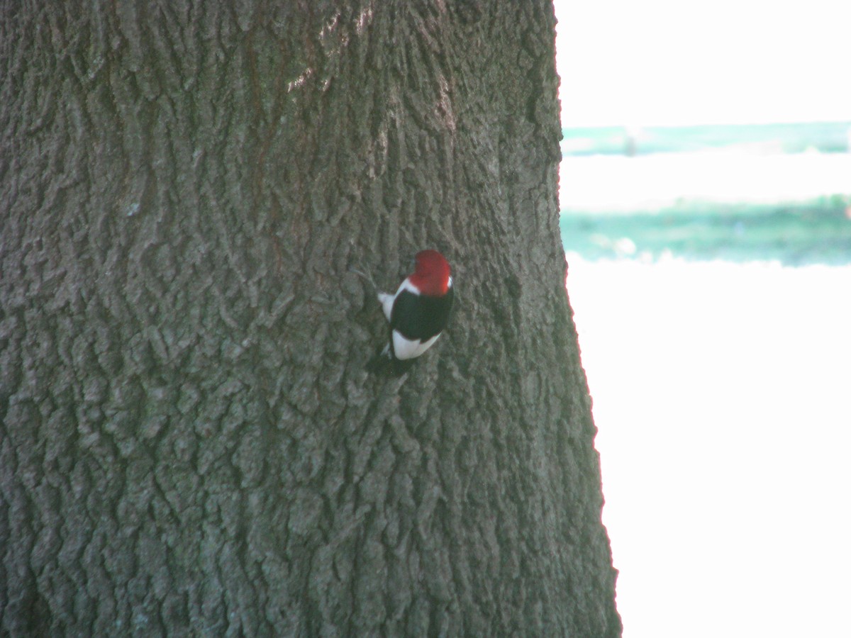 Red-headed Woodpecker - ML620901678