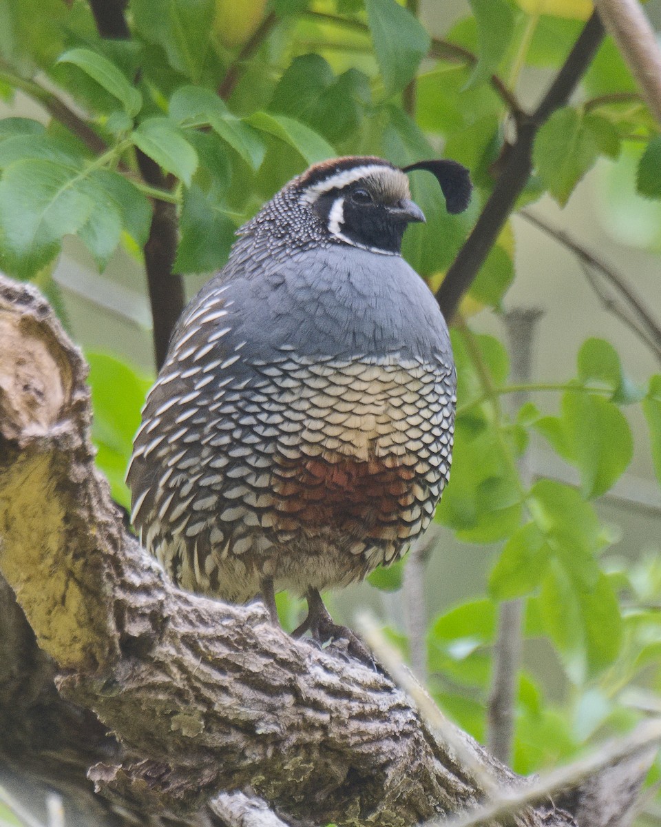 California Quail - ML620901683