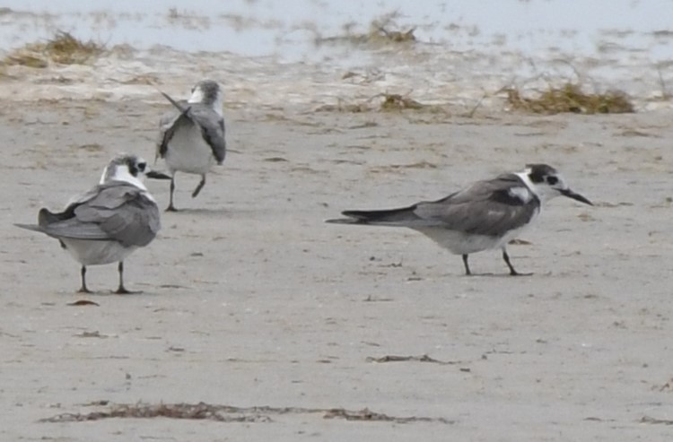 Black Tern - ML620901684